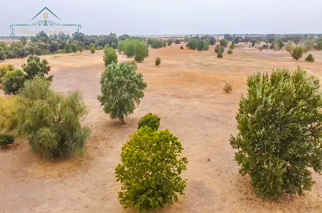 Teren extravilan 118 ha(pășune) cu deschidere la râul Mureș, Loc.Secusigiu, Arad